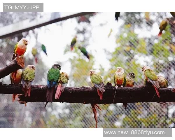 都柏林动物园为鹦鹉命名帕洛特引发热议带队杀入附加赛